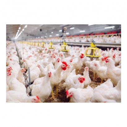 多隻雞01.jpg 多隻雞01.jpg